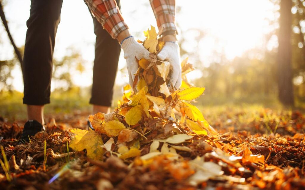 Picking up raked leaves in the fall.