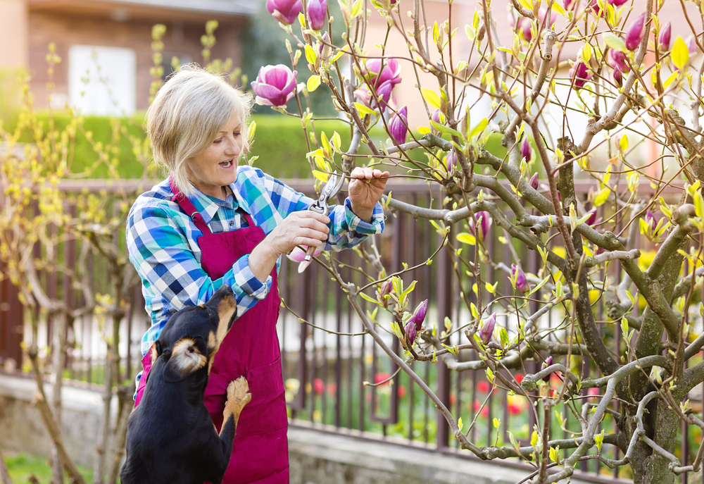 A woman pruning magnolia tree branches