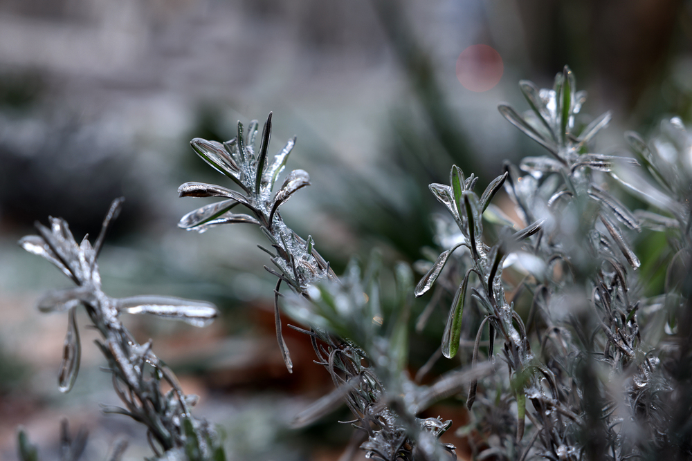 #PrescottWateringTips #ArizonaPlants #WaterPlantsinWinter #VicenteLandscaping 